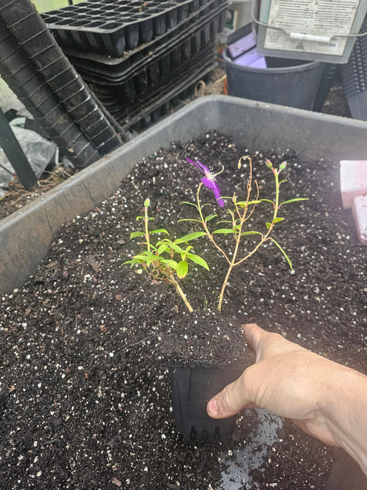dwarf tibouchina 4" pot