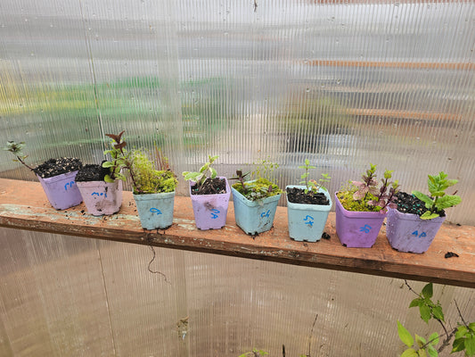 Mint plants