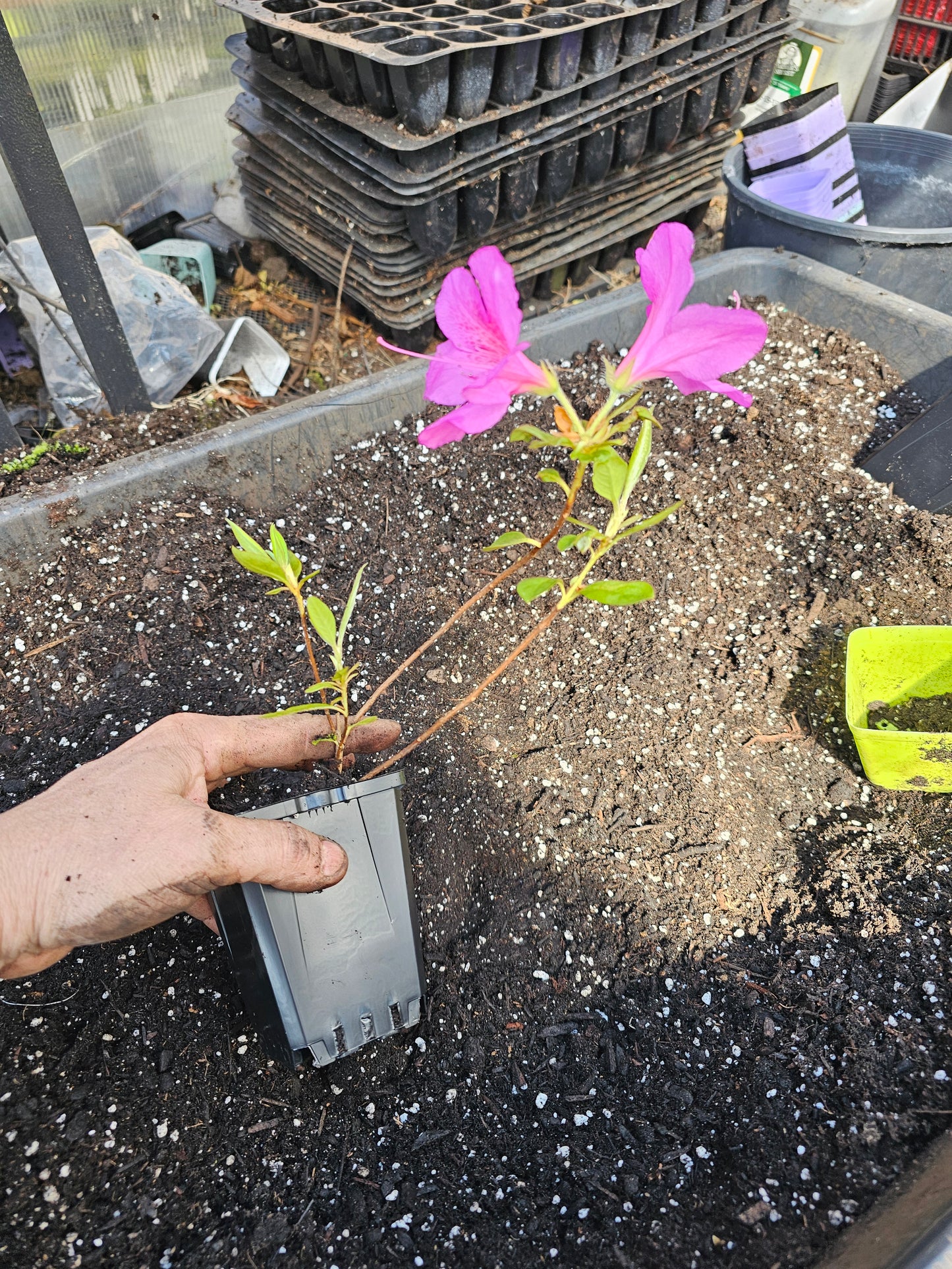 Purple Formosa Azalea shrub