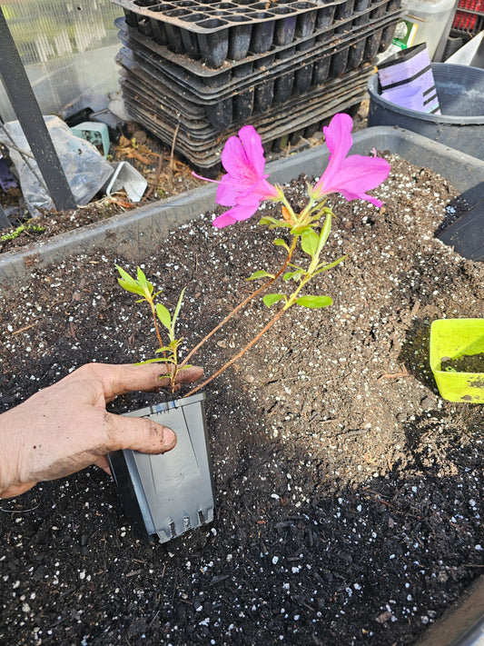 Purple Formosa Azalea shrub