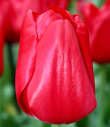 Red tulip bulbs - 10 pack