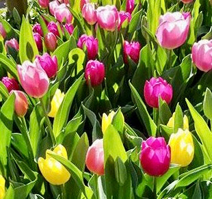 Mixed color tulip bulbs - 10 Pack