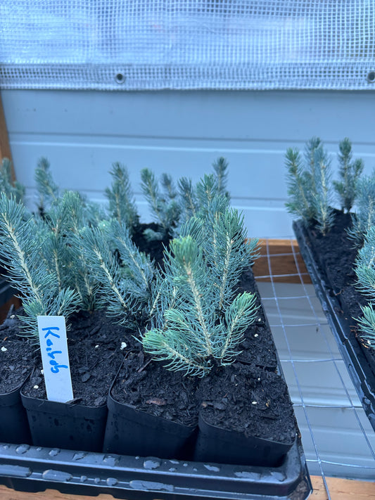 Colorado Blue Spruce