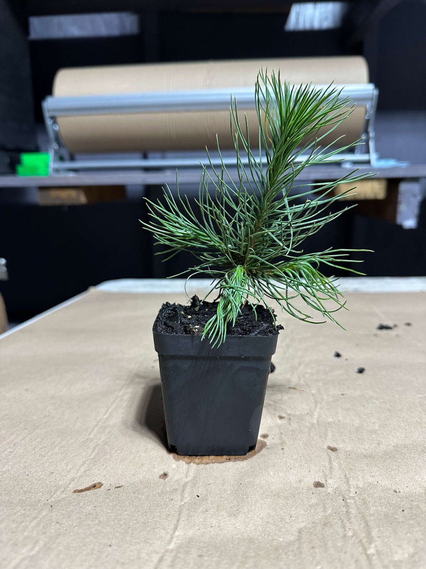 Austrian Pine