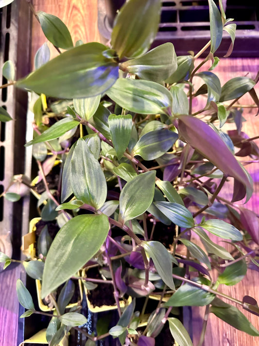 Tradescantia - Bridal Veil