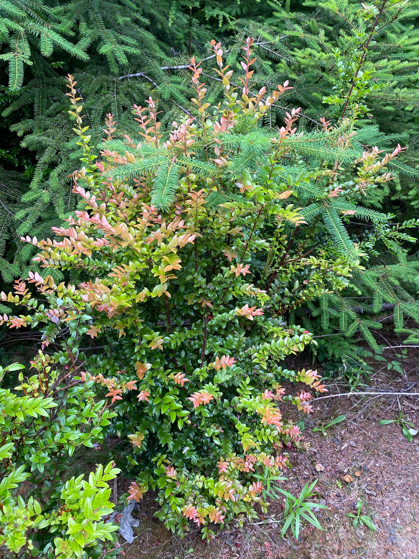 Evergreen Huckleberry Seeds