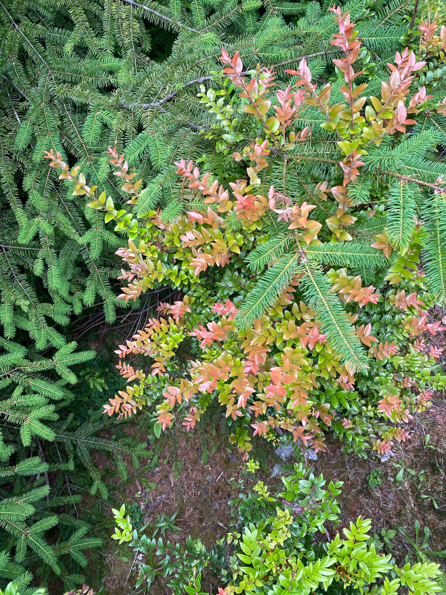 Evergreen Huckleberry Seeds