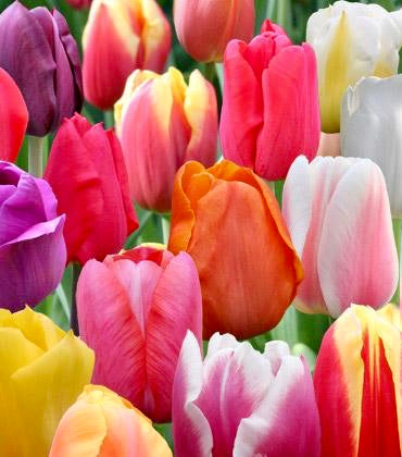 Mixed color tulip bulbs - 10 Pack