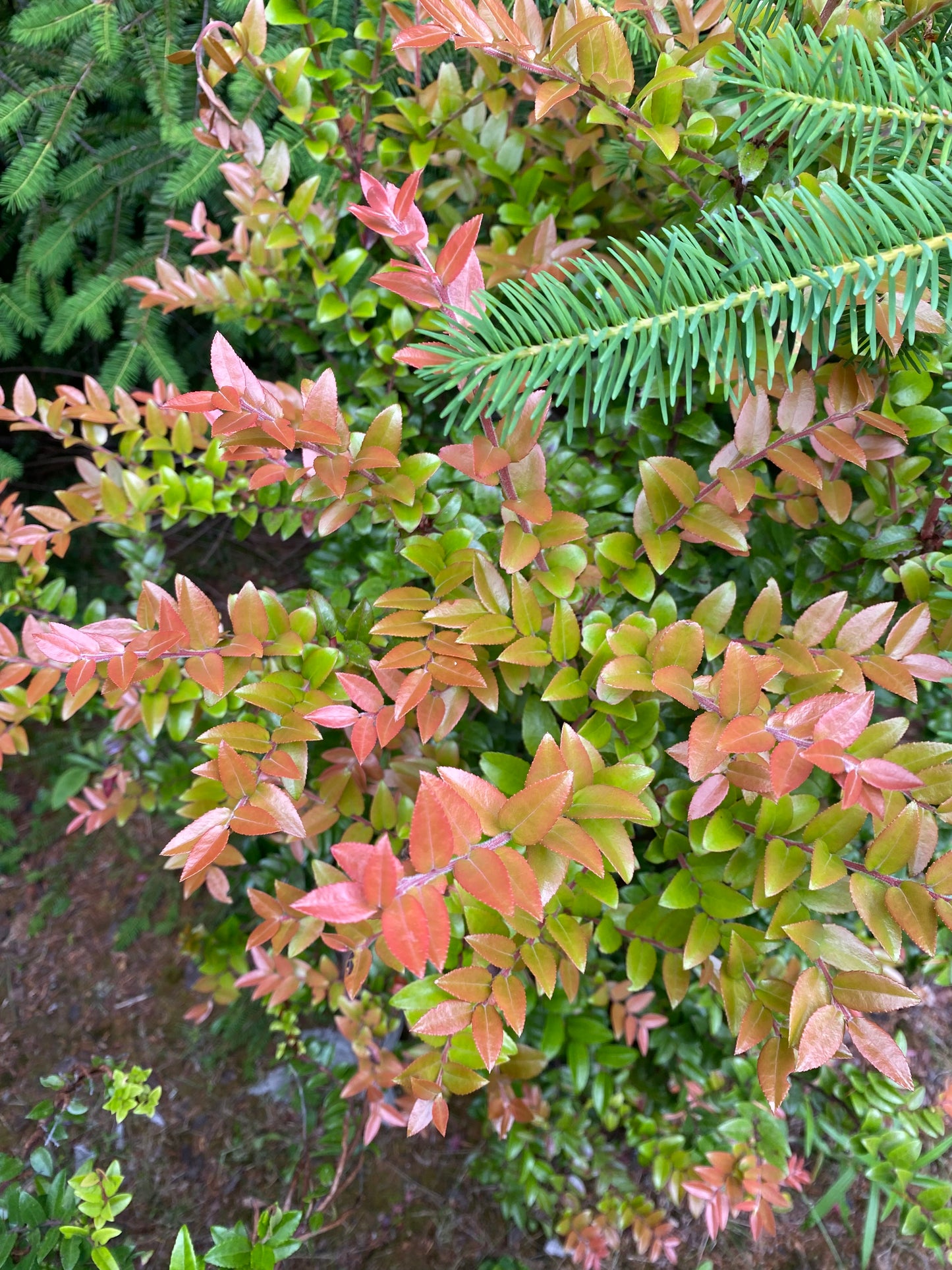 Evergreen Huckleberry Seeds