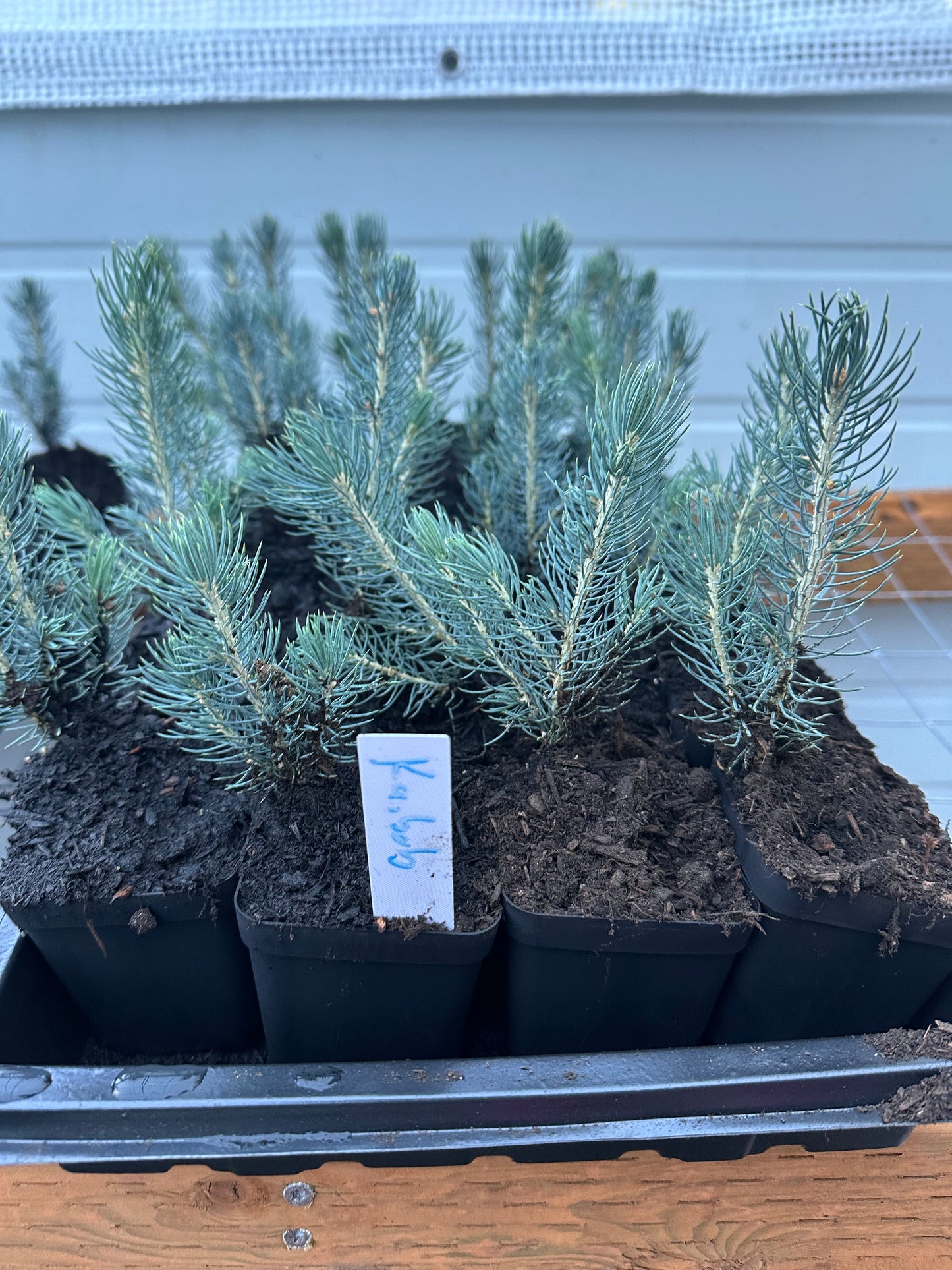 Colorado Blue Spruce