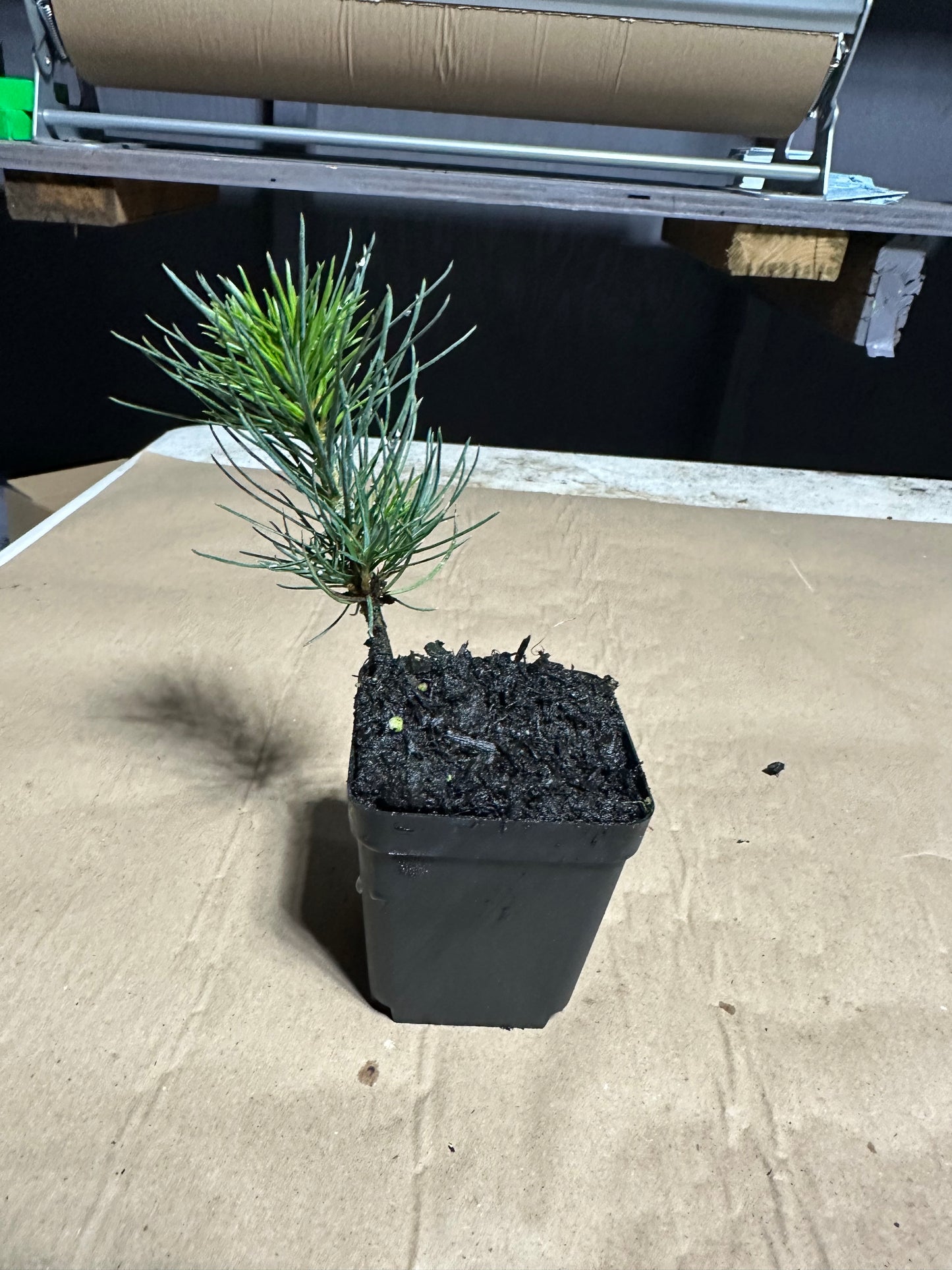 Ponderosa Pine