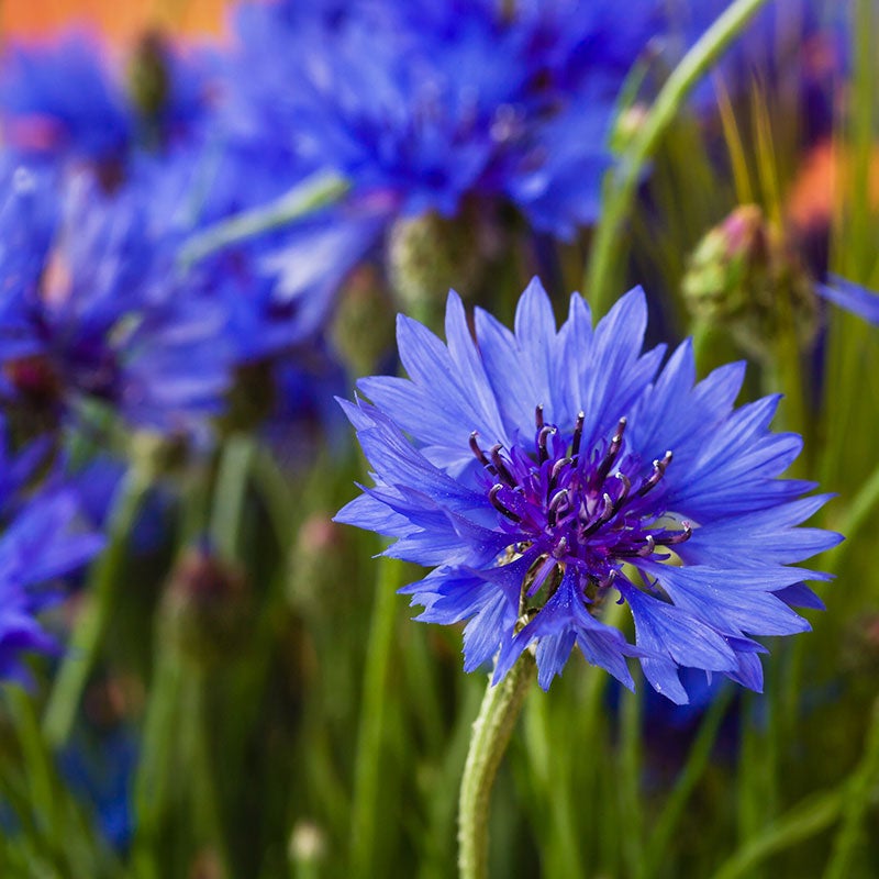 Blue Bachelor Button / Cornflower