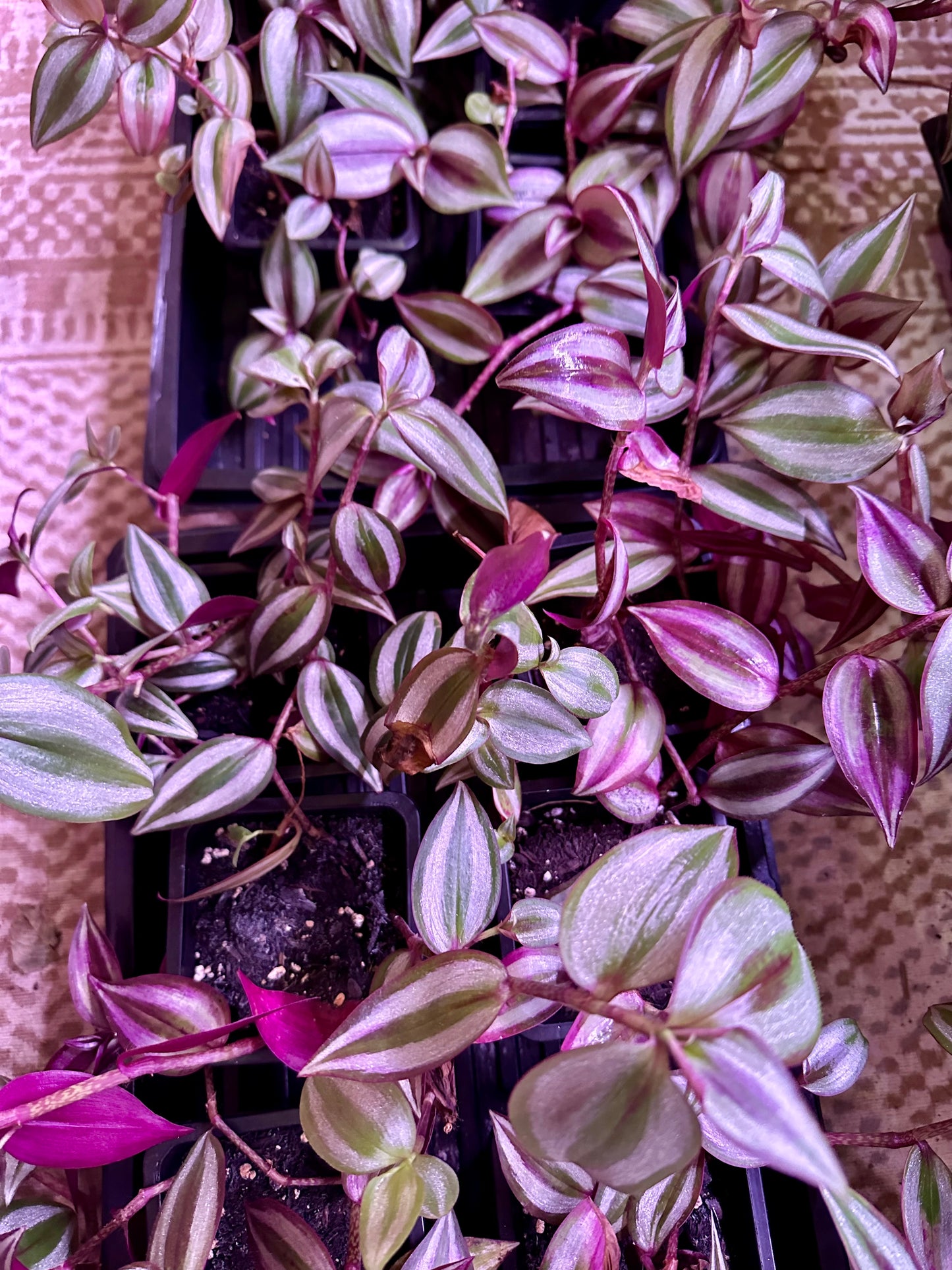 Tradescantia - Purple Joy