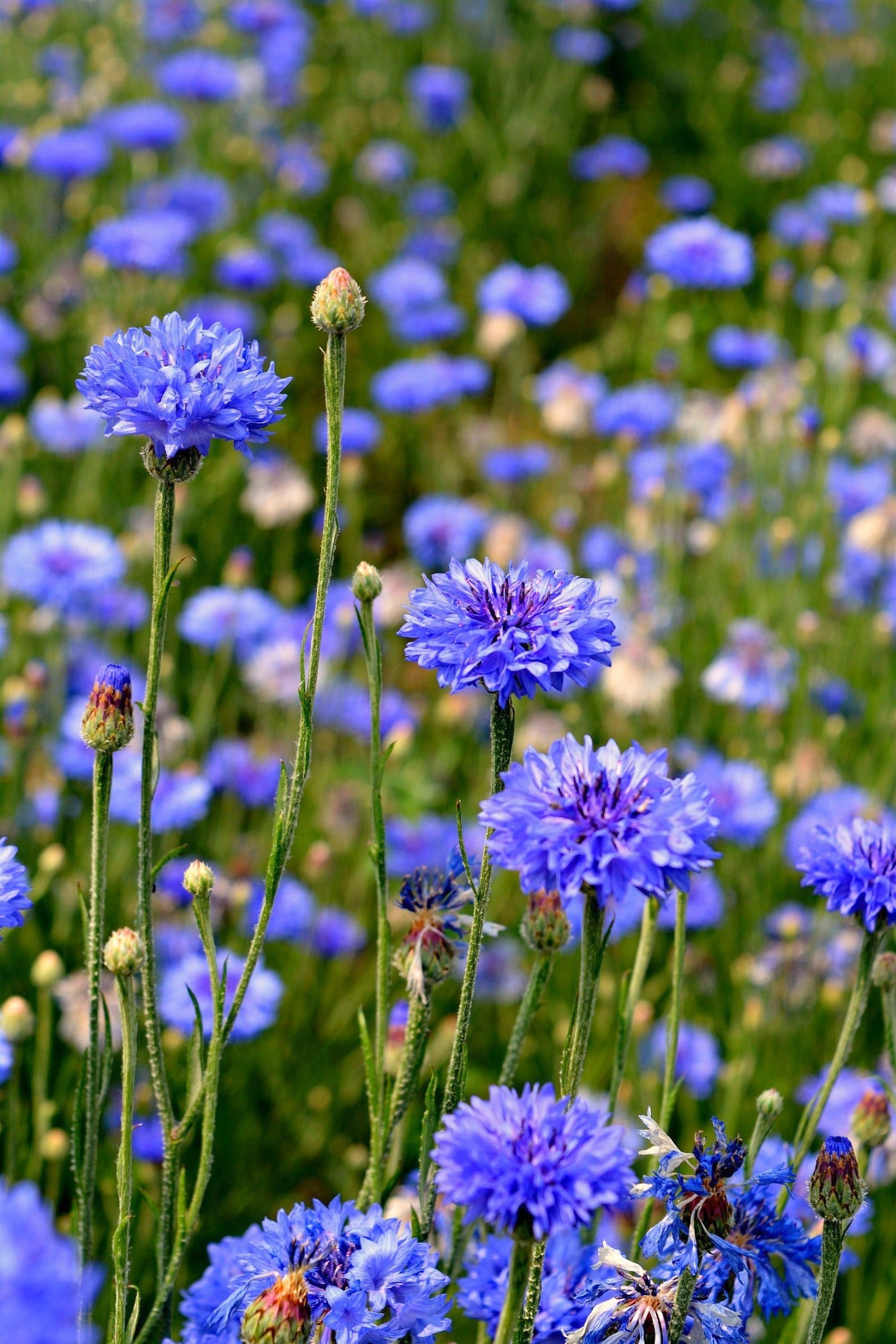 Blue Bachelor Button / Cornflower