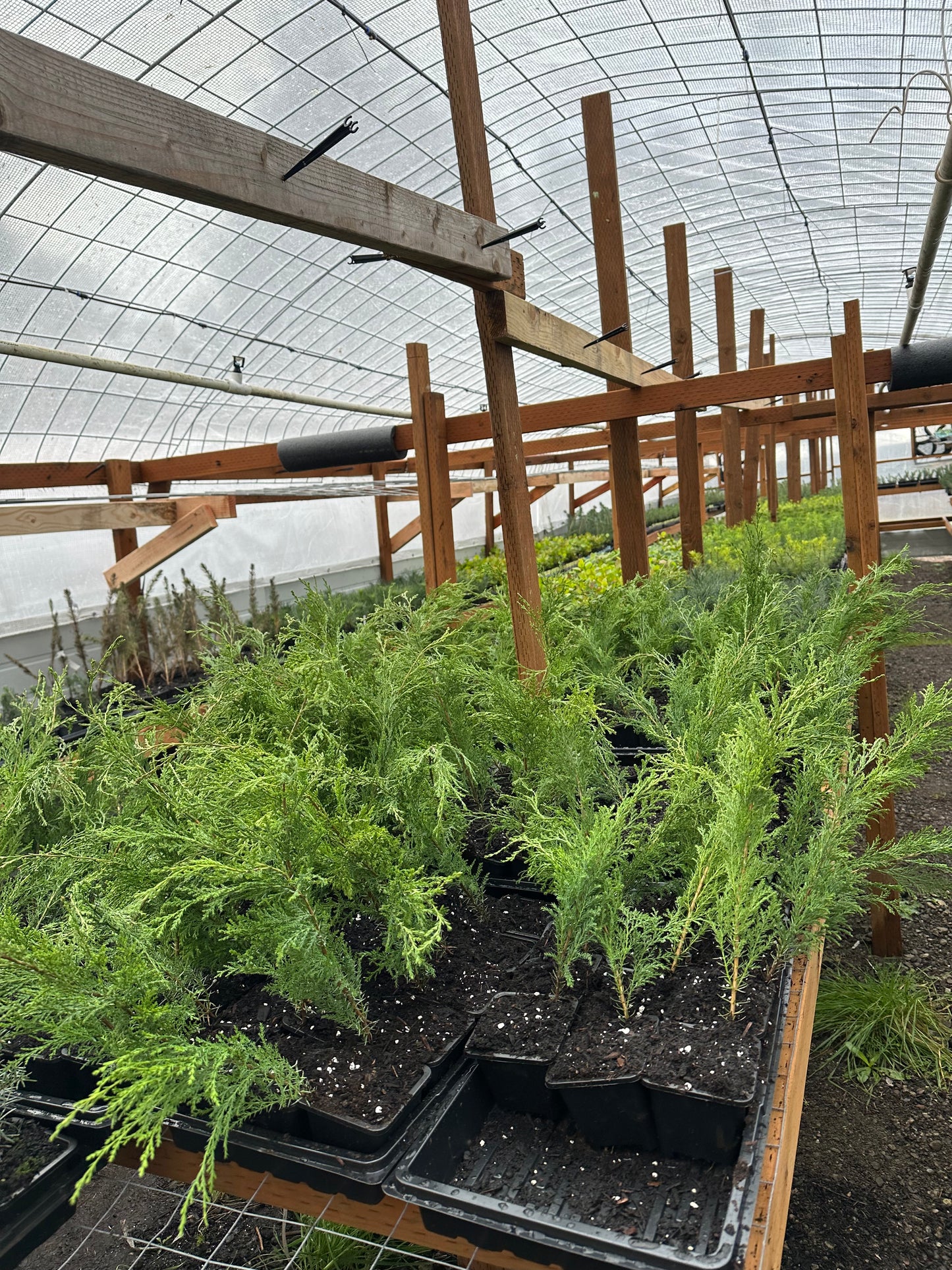 Black Japanese Bonsai Pine