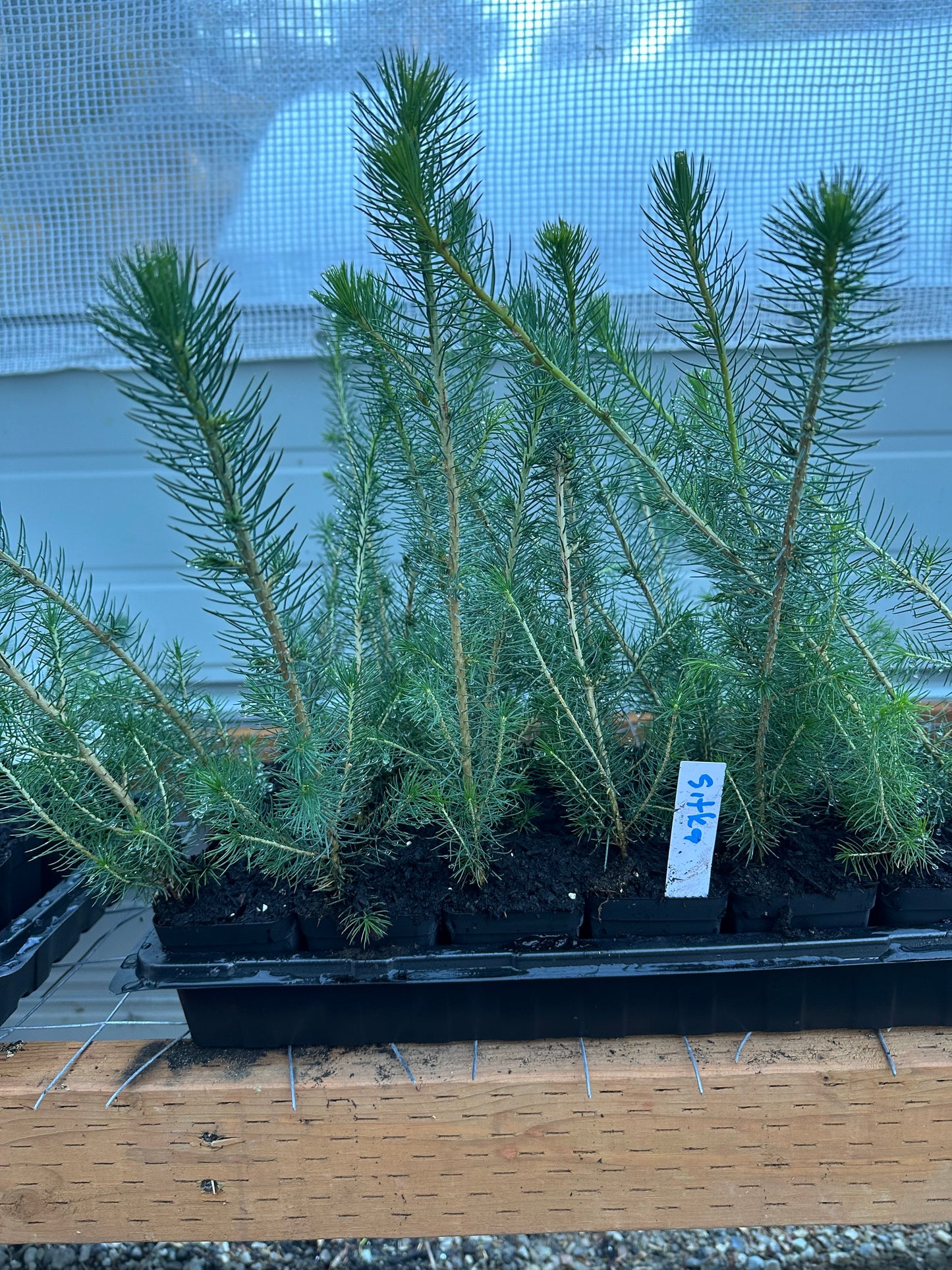 Sitka Spruce