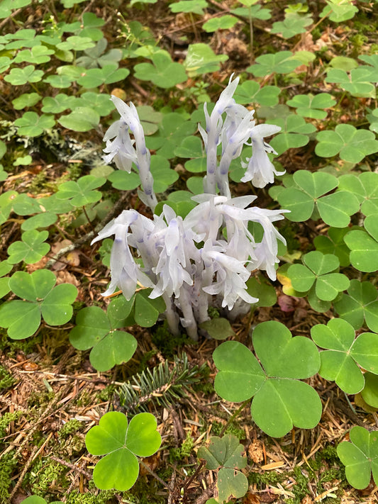 Ghost Pipe Tincture - Monotropa Uniflora