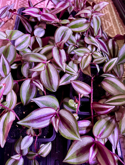 Tradescantia - Purple Joy