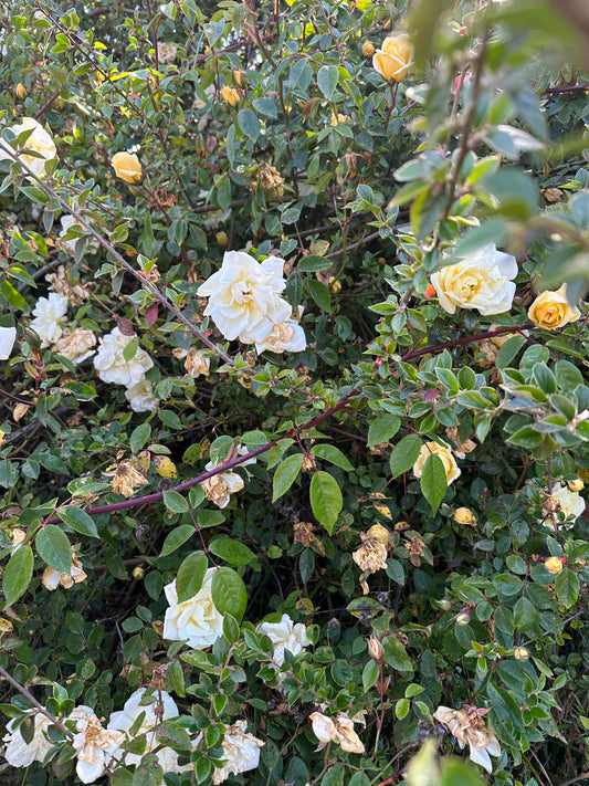 White Climbing Rose