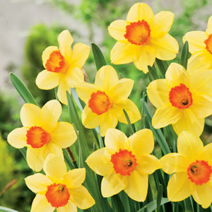 Devon Daffodil bulbs - 10 Pack