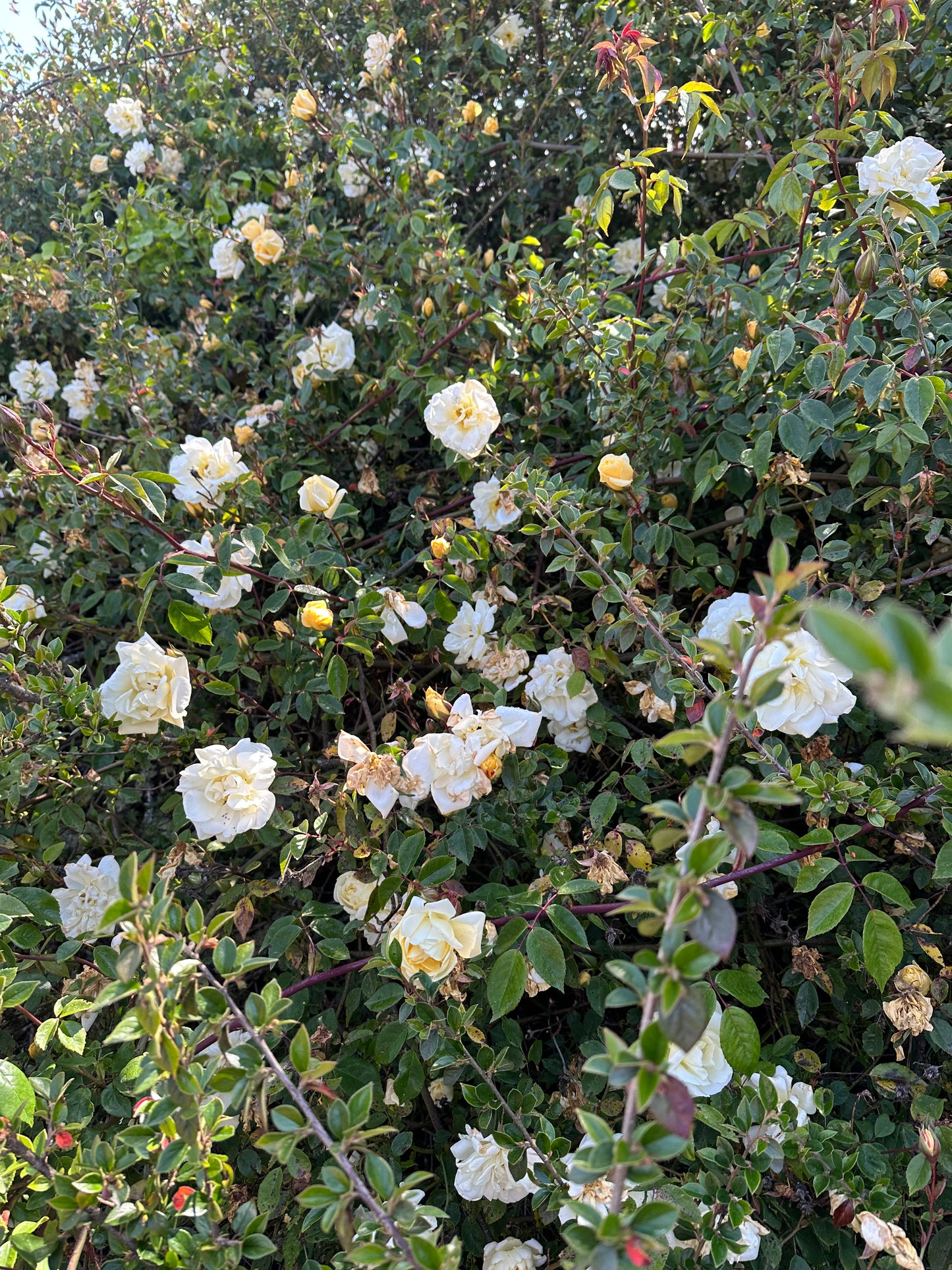 White Climbing Rose