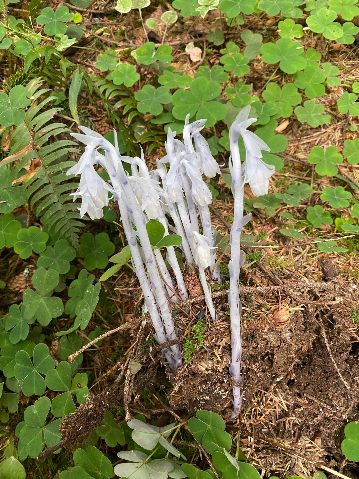 Ghost Pipe Tincture - Monotropa Uniflora