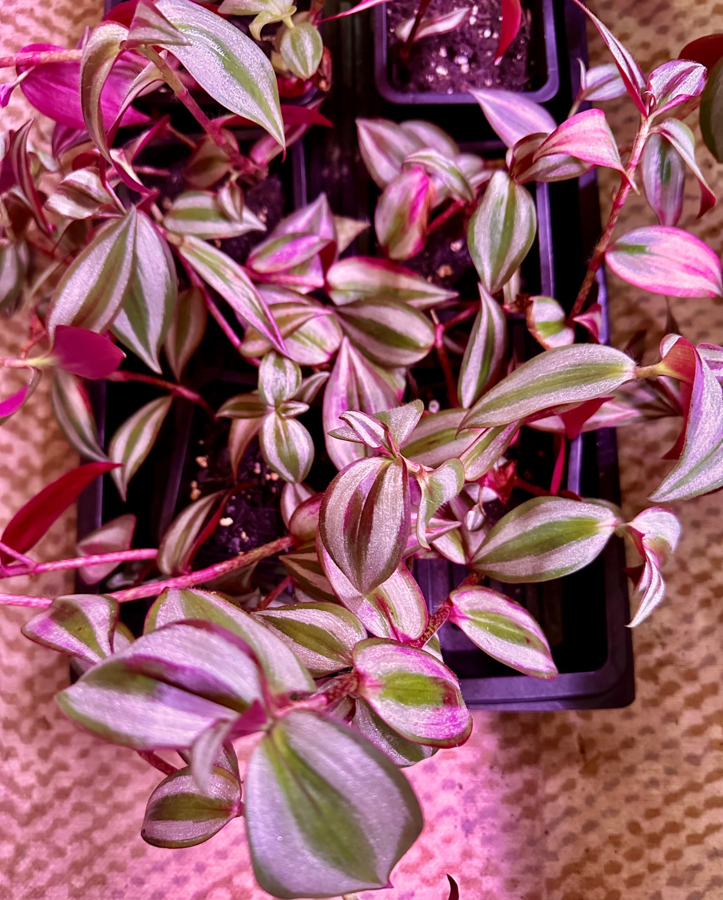 Tradescantia - Purple Joy