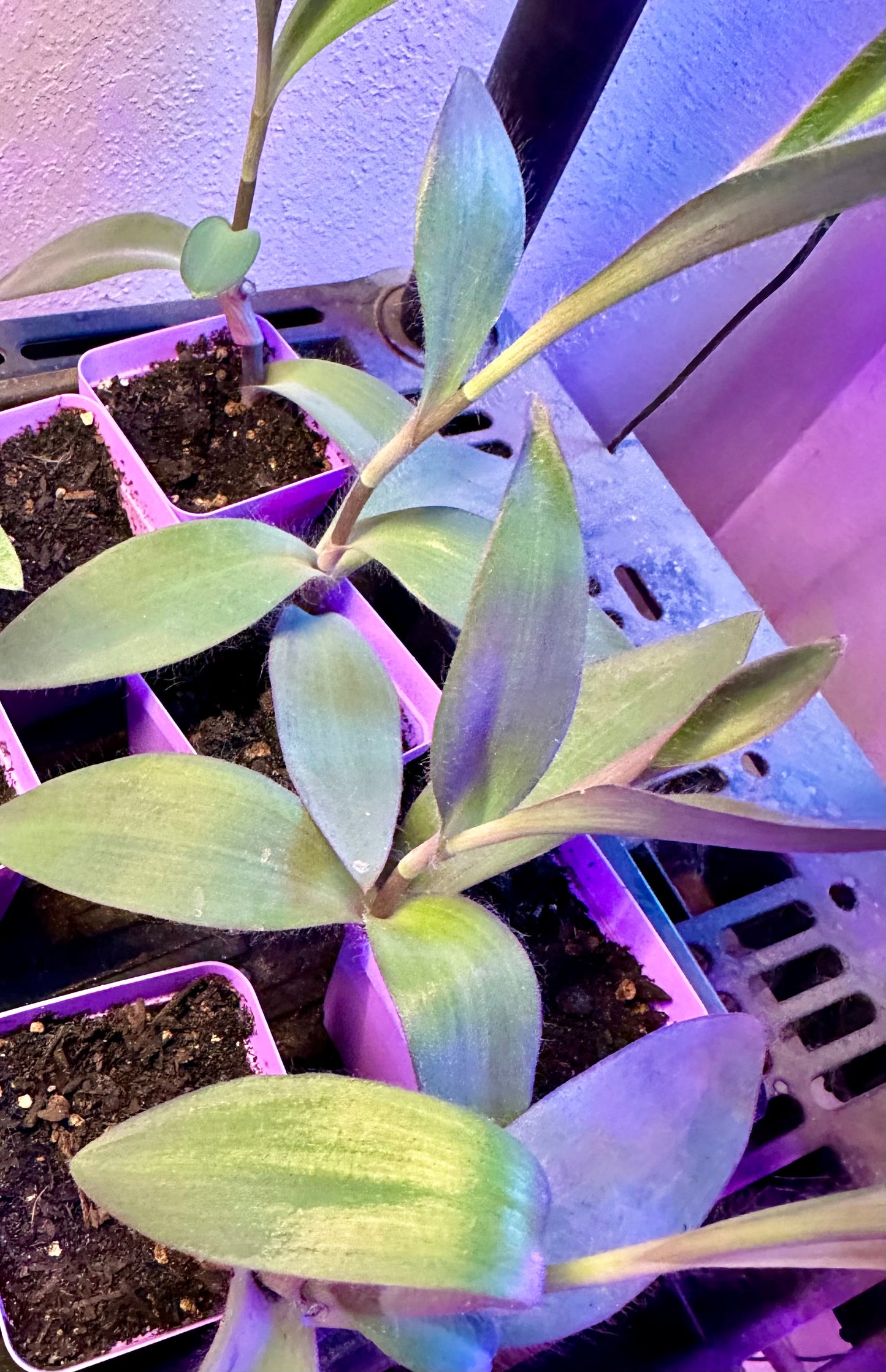 Tradescantia - Purple Heart