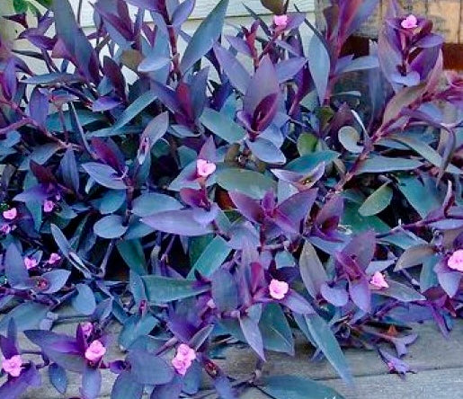 Tradescantia - Purple Heart