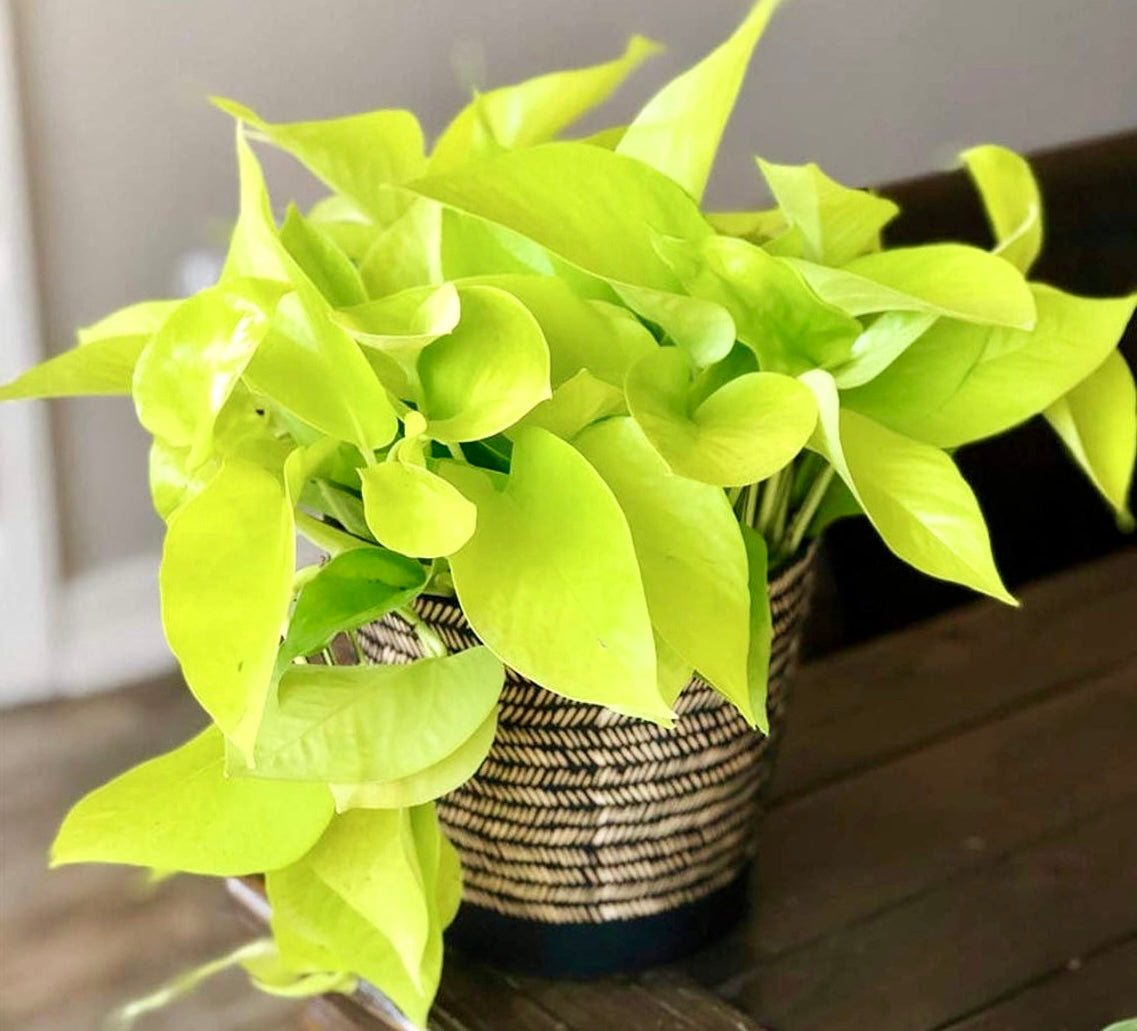 Pothos - Neon