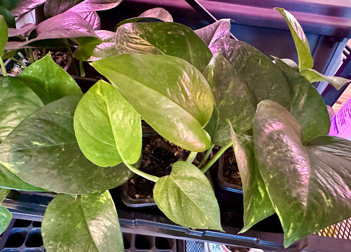 Pothos - Golden