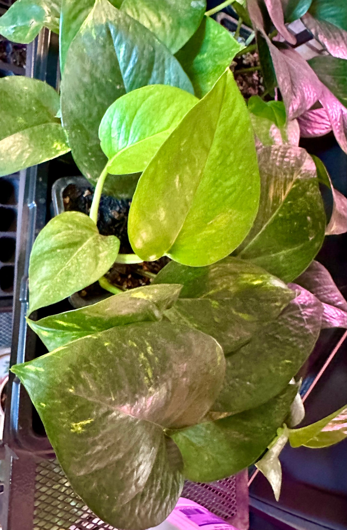 Pothos - Golden