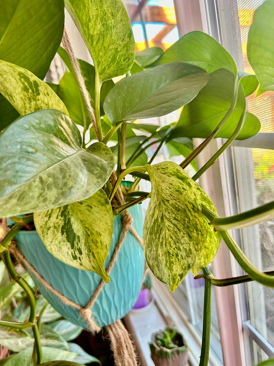 Pothos - Marble Queen