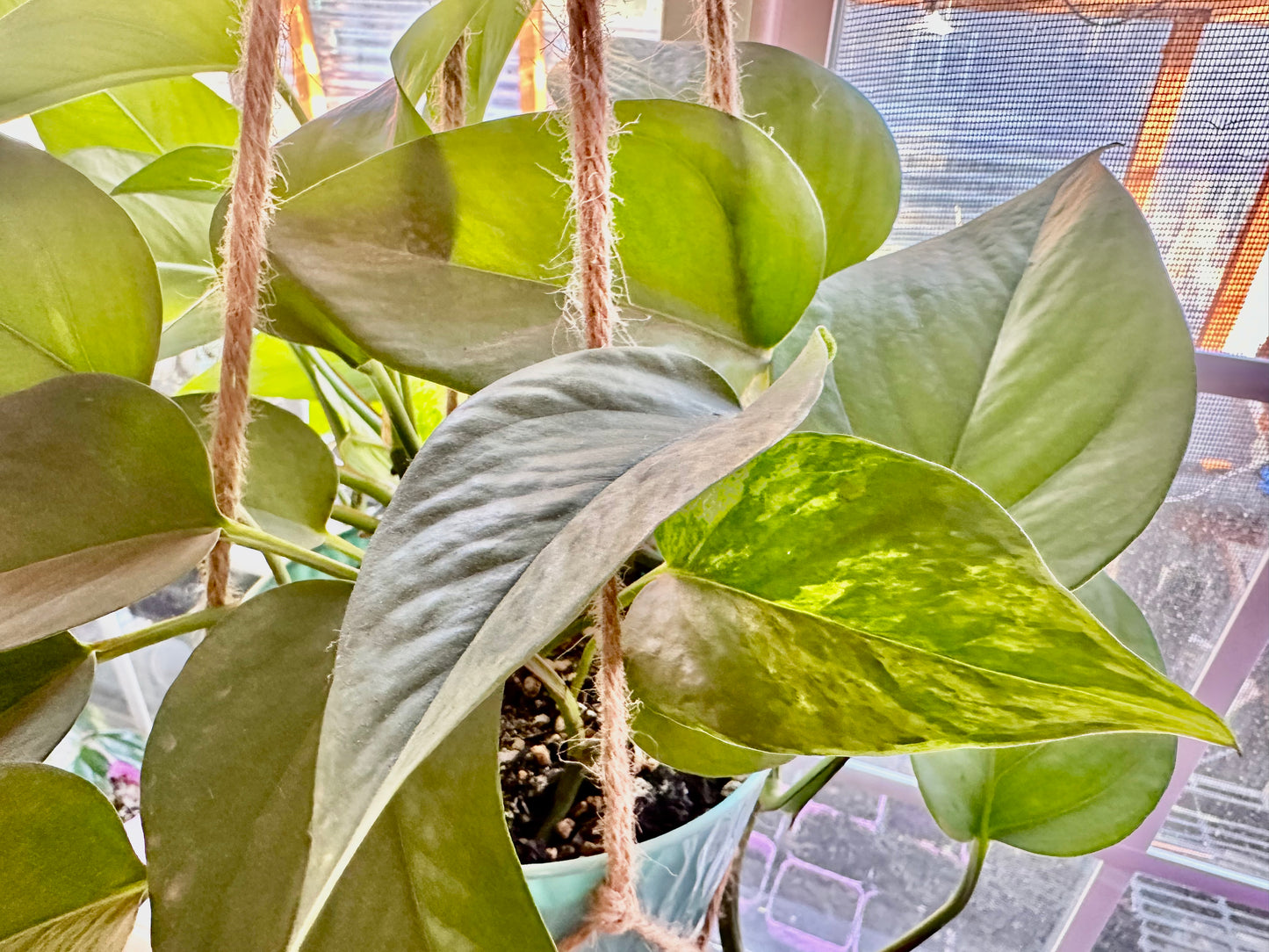 Pothos - Marble Queen