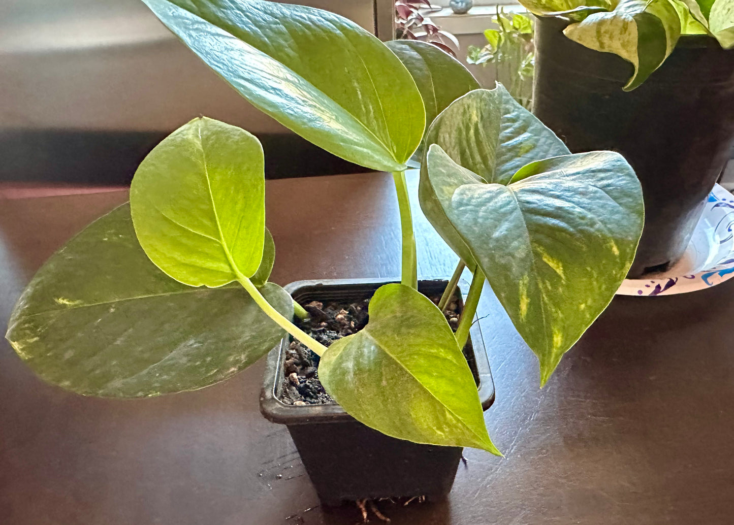 Pothos - Golden