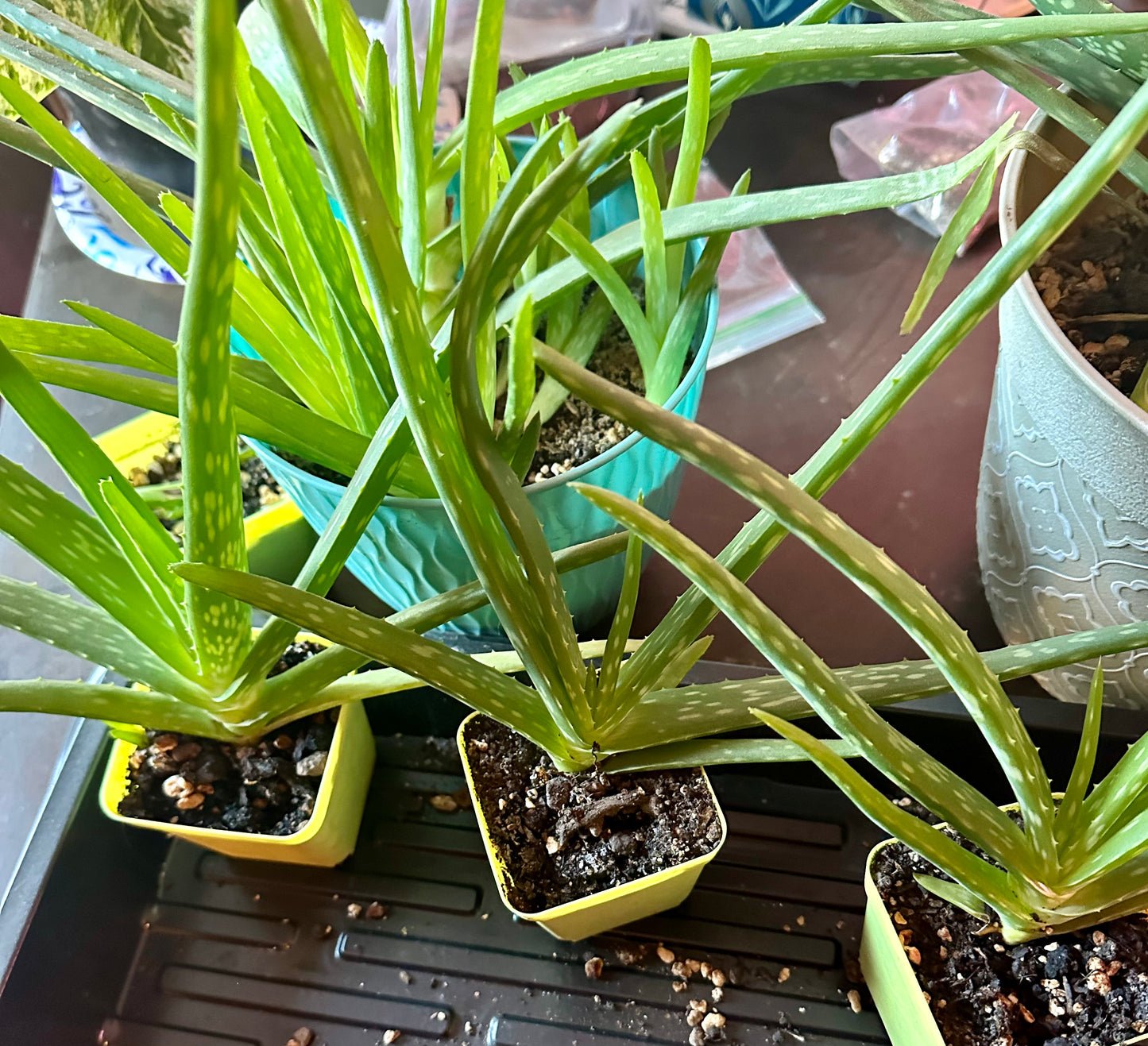 Aloe Vera