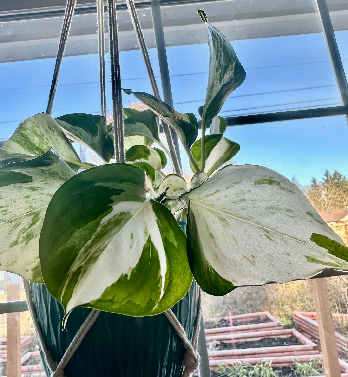 Pothos - Manjula