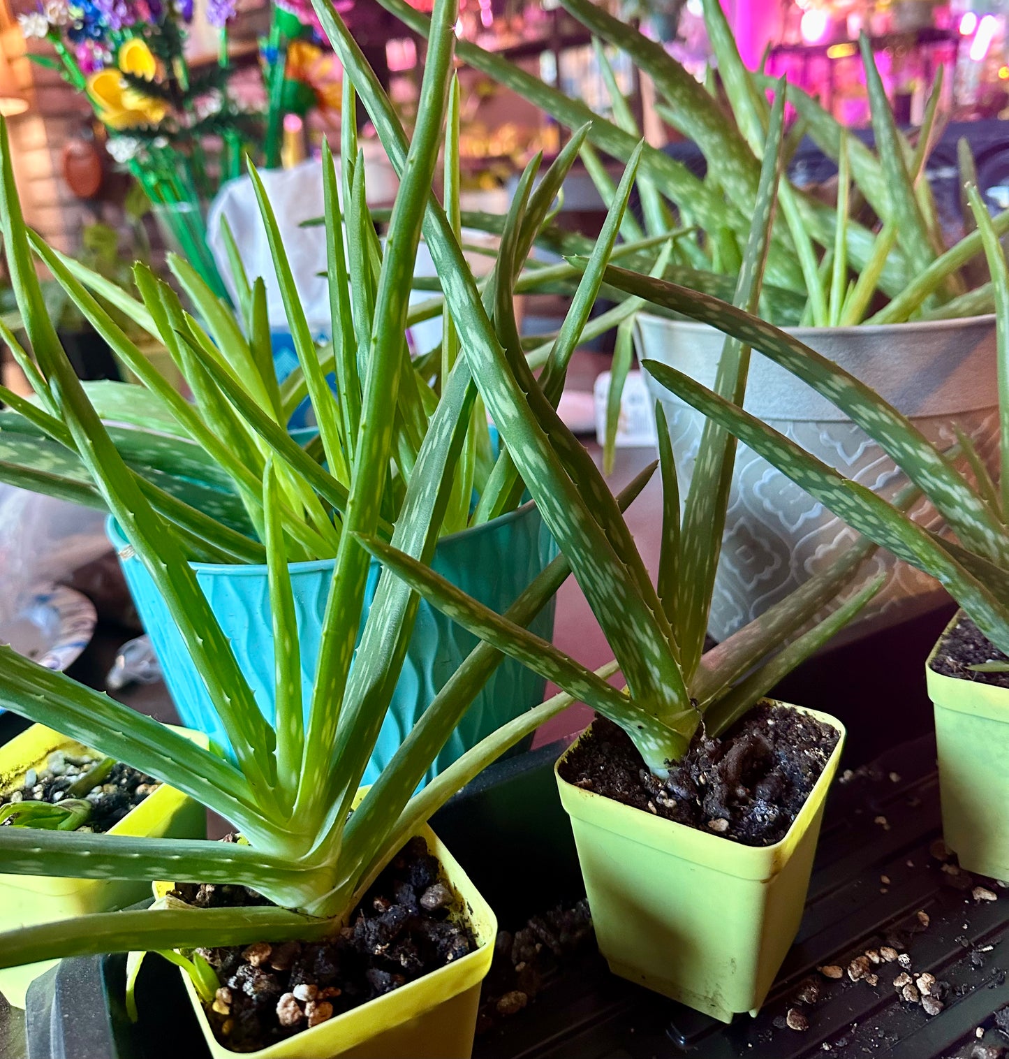 Aloe Vera