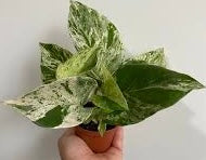 Pothos - Marble Queen