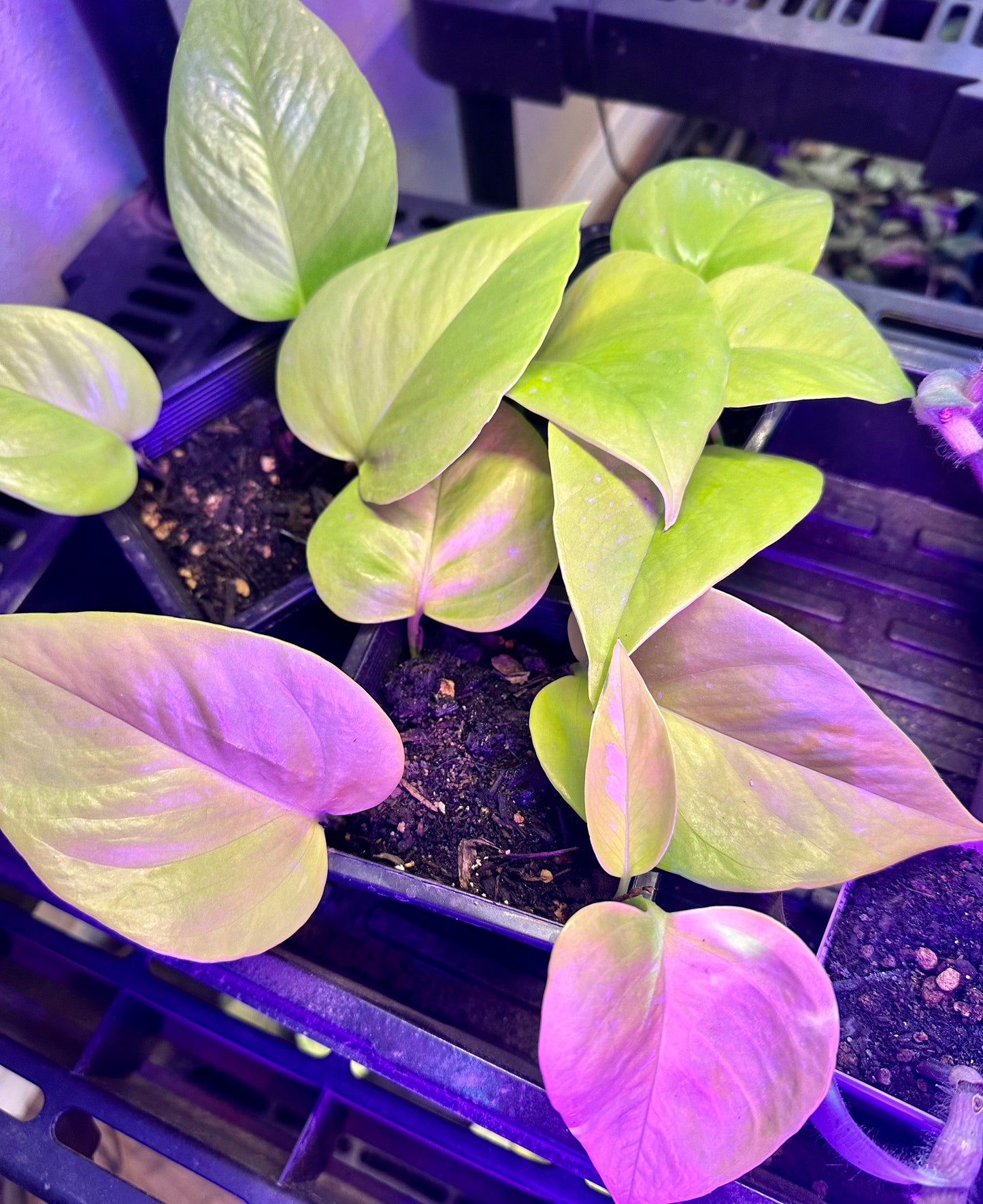 Pothos - Neon