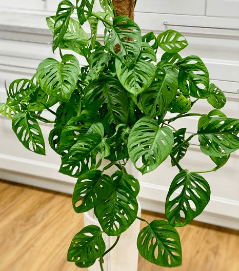 Monstera Adansonii