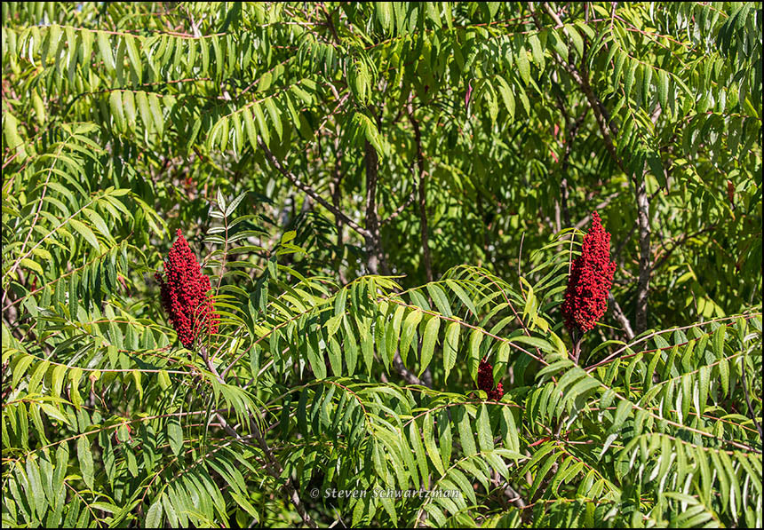 Flameleaf Sumac Seeds