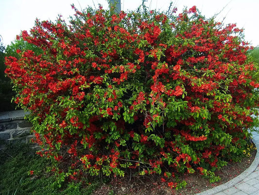 Flowering Quince Seeds