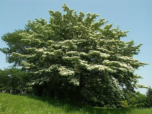 Giant Dogwood Seeds