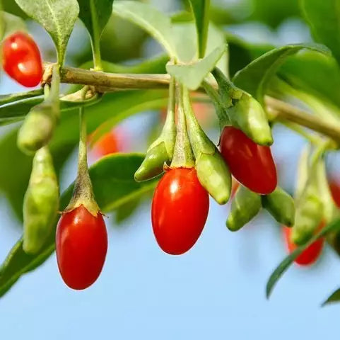 Goji berry seeds