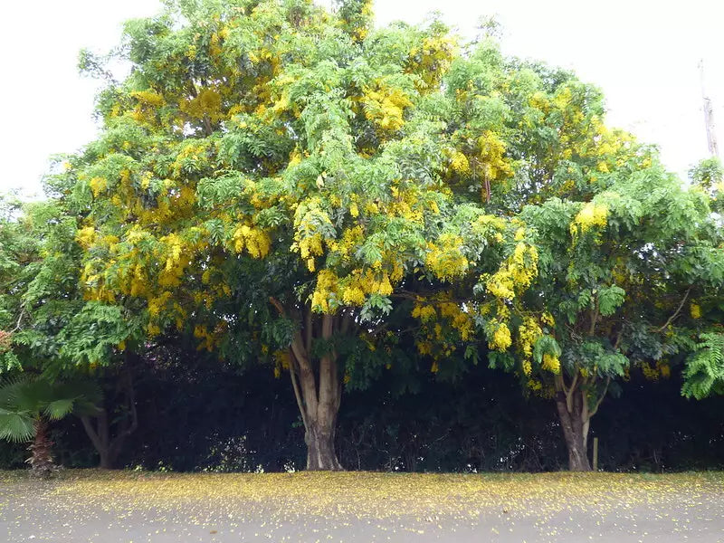 Golden Shower Tree Seeds