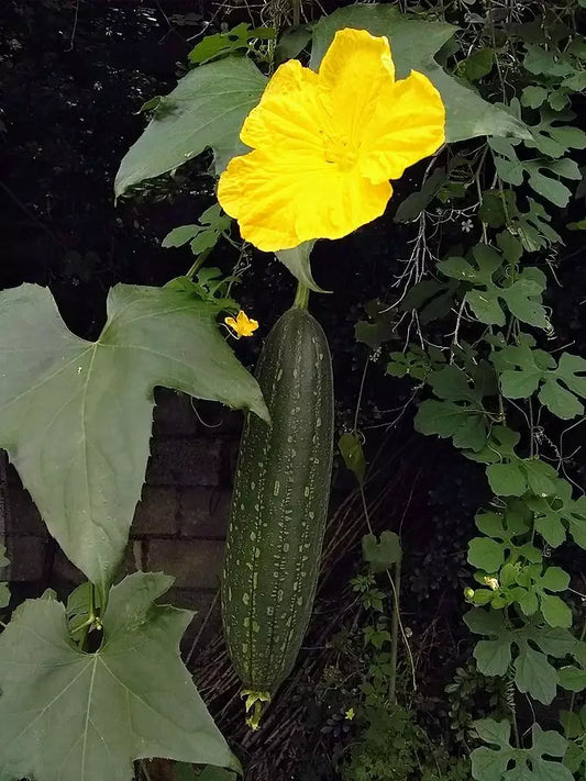 Luffa Sponge Gourd Seeds