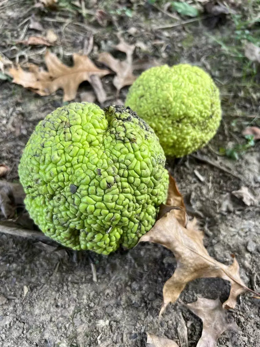 Osage Orange, Hedge Apple