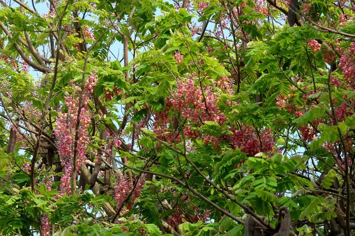 Pink shower tree seeds