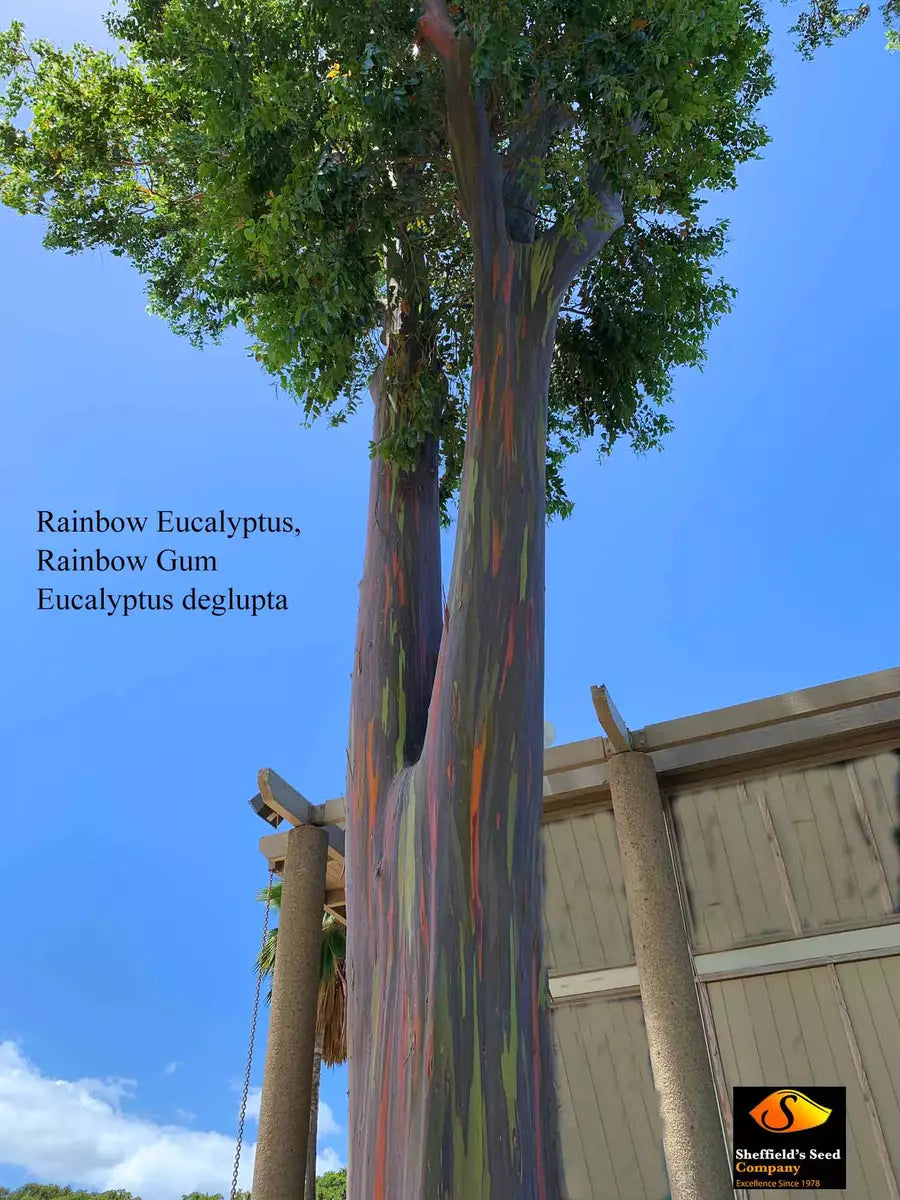 Rainbow eucalyptus Seeds